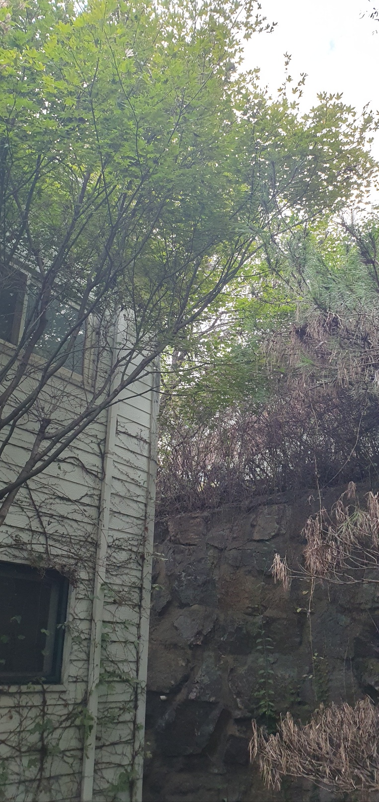1785020428_lGJiRmBD_1f4c2df5d1776fd37aff6bf96bf0f44158099160.jpg 이미지크게보기