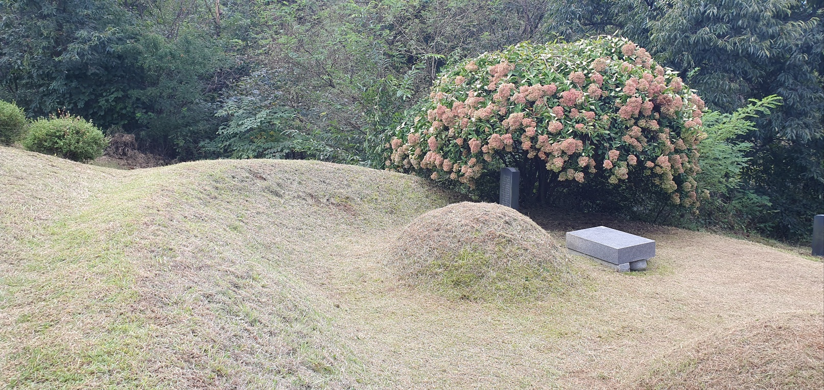 /user/f/flower5848/editor/2309/d85c210c4cc1272cbf3b52c7d1cb2f64_1695554603_5948.jpg 이미지크게보기